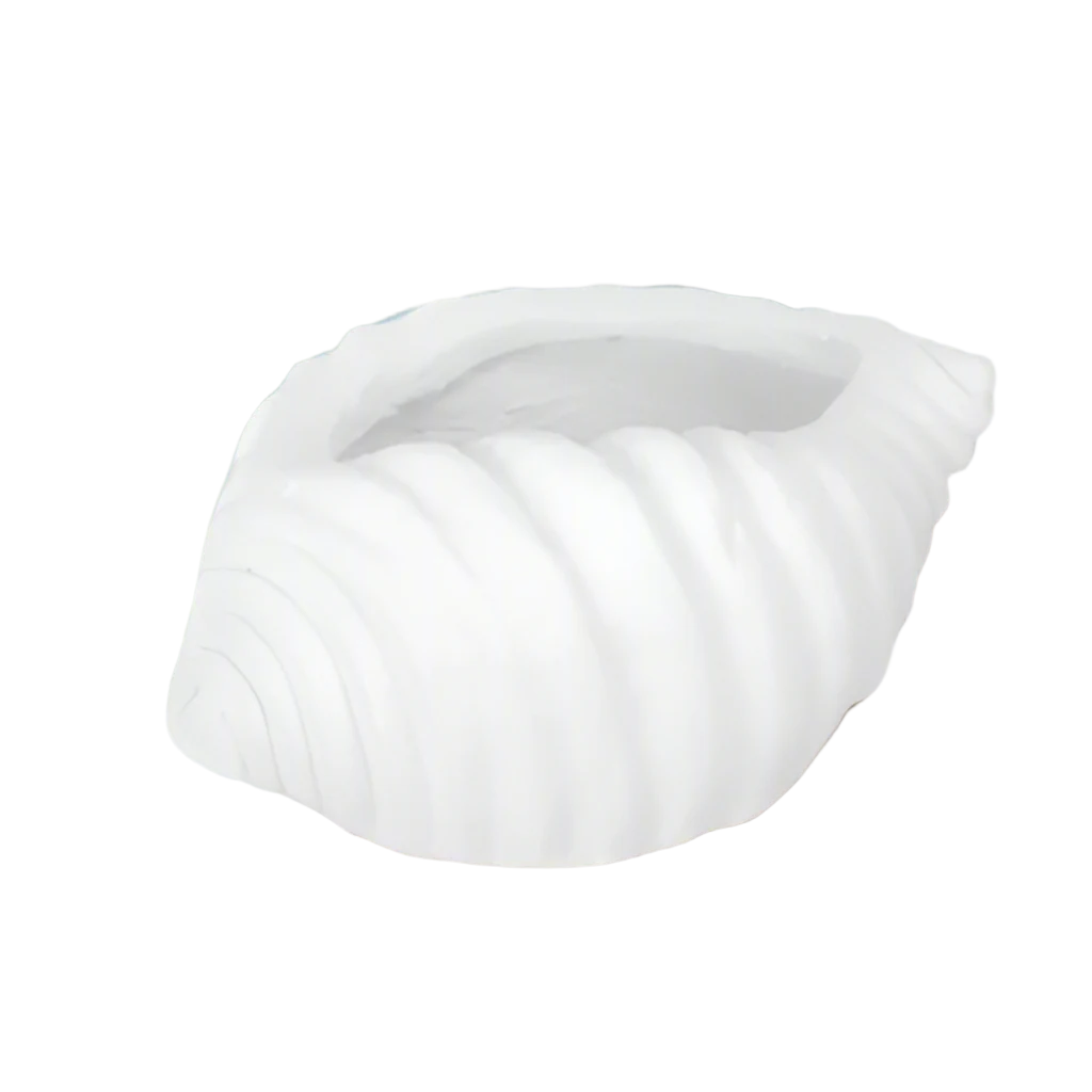 Avenno Conch Decorative Accent