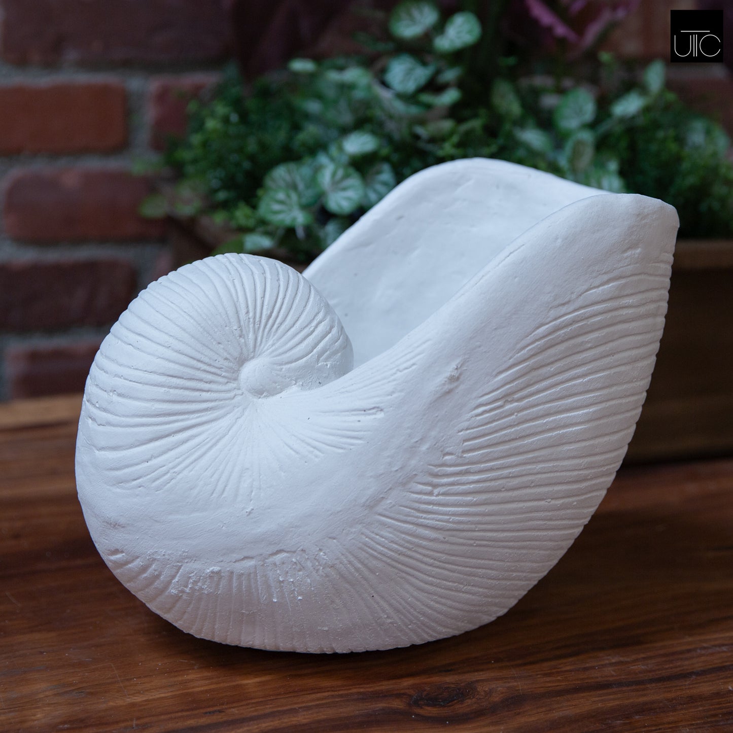 Calenna Seashell Decorative Piece