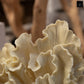 Norelle Resin Coral Decor