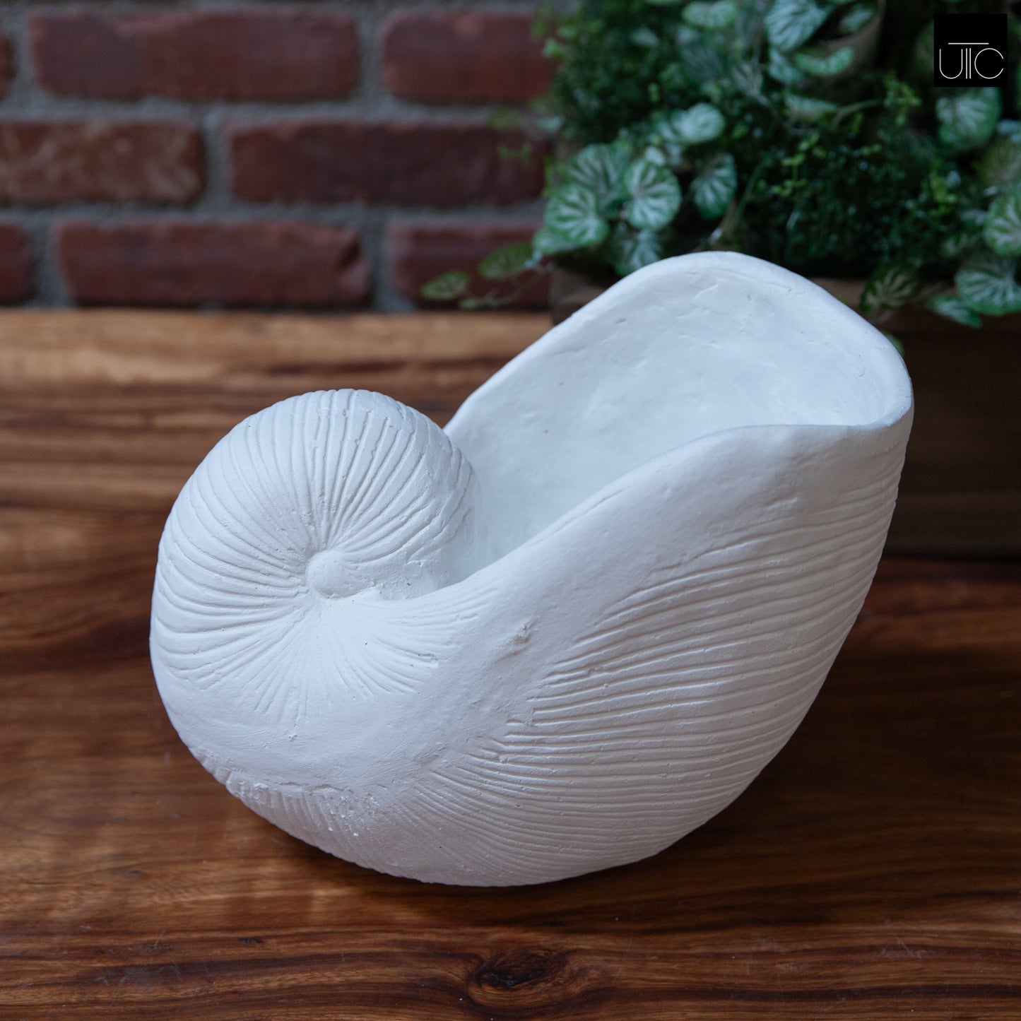 Calenna Seashell Decorative Piece