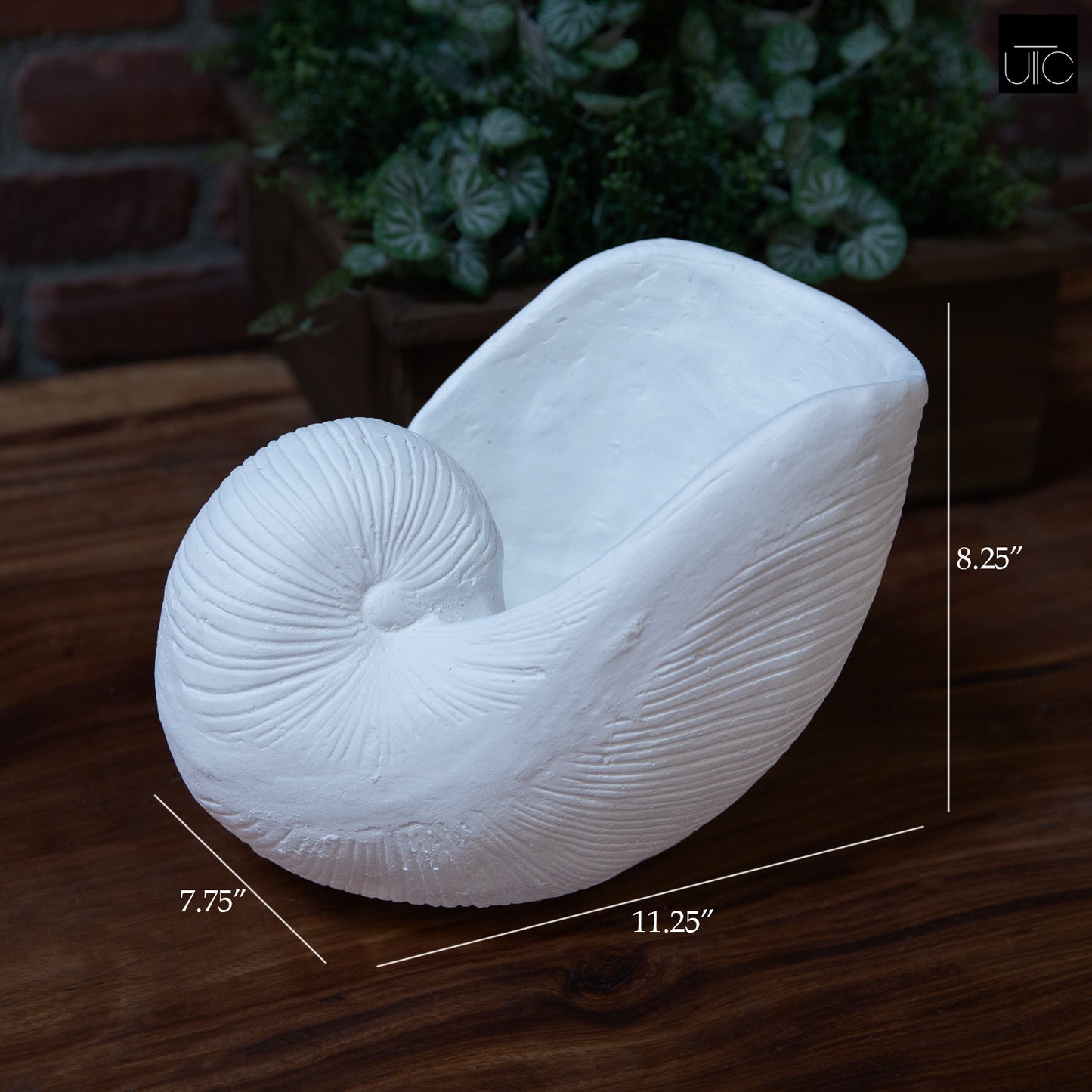 Calenna Seashell Decorative Piece