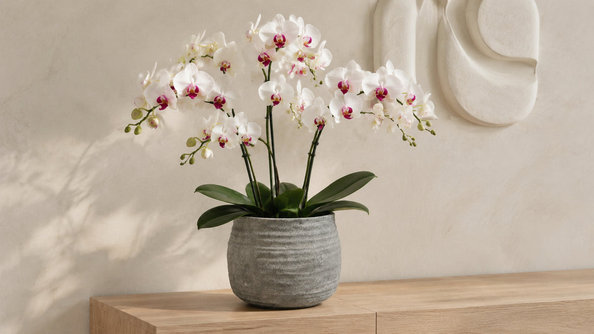 Larysa Ribbed Cement Planter