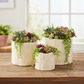 Marcie Cream Ceramic Planter (Set of 3)