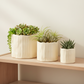Marcie Cream Ceramic Planter (Set of 3)