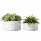 Two white ceramic planter pots with a faceted geometric design, one containing a green succulent and the other a green fern, shown on a solid white background.