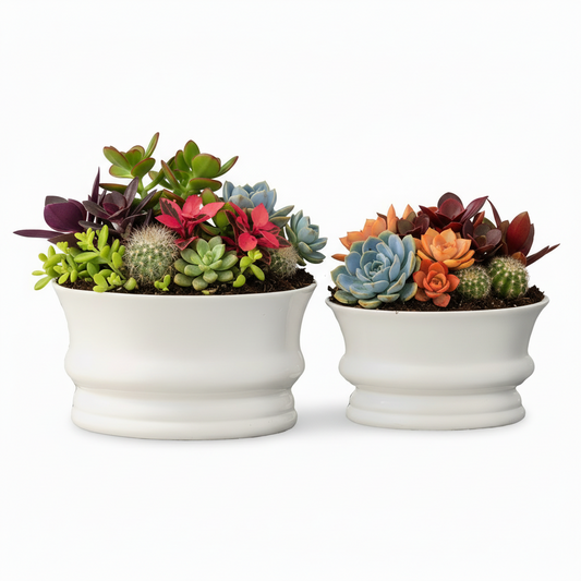 Maira Ceramic Minimalist Rounded Pot (Set of 2)