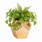 Harper Hexagon Ceramic Planter