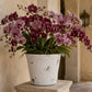 Paisley Terracotta Round Pot
