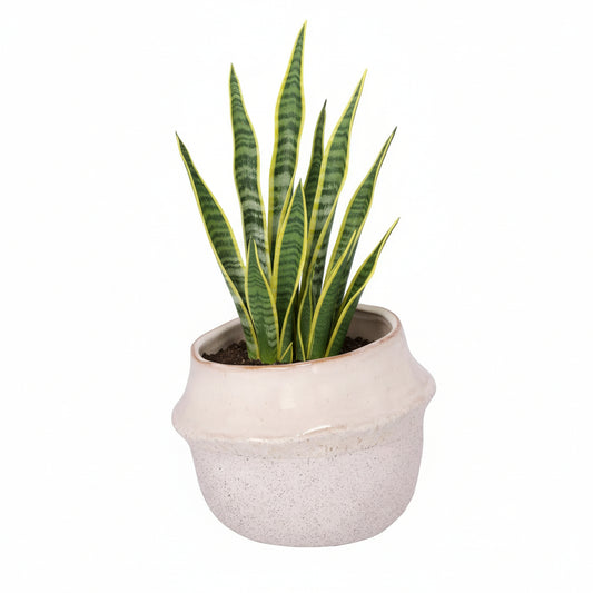 Marius Ceramic Pot Set (Set of 2)