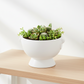 Winnie Lion Handle Ceramic Pot