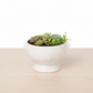 Winnie Lion Handle Ceramic Pot