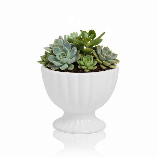 Grellen Rippled Off-White Compote Planters