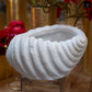 Avenno Conch Decorative Accent