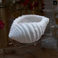 Avenno Conch Decorative Accent