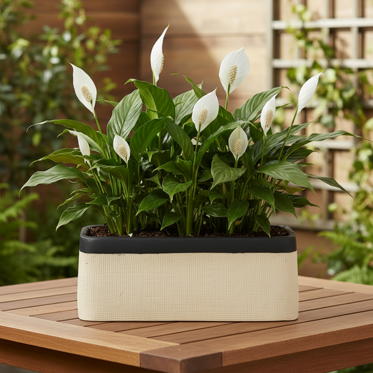 Bravine Rectangular Cement Pot