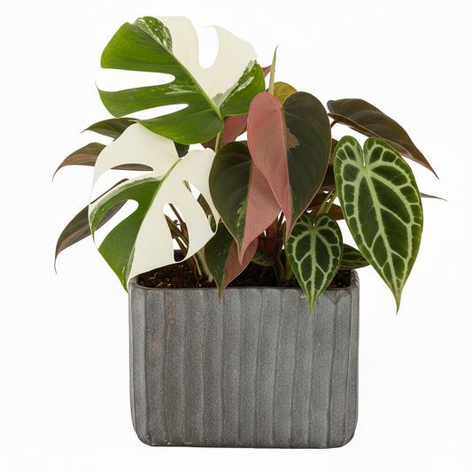 Lilijana Cement Tall Rectangle Pot