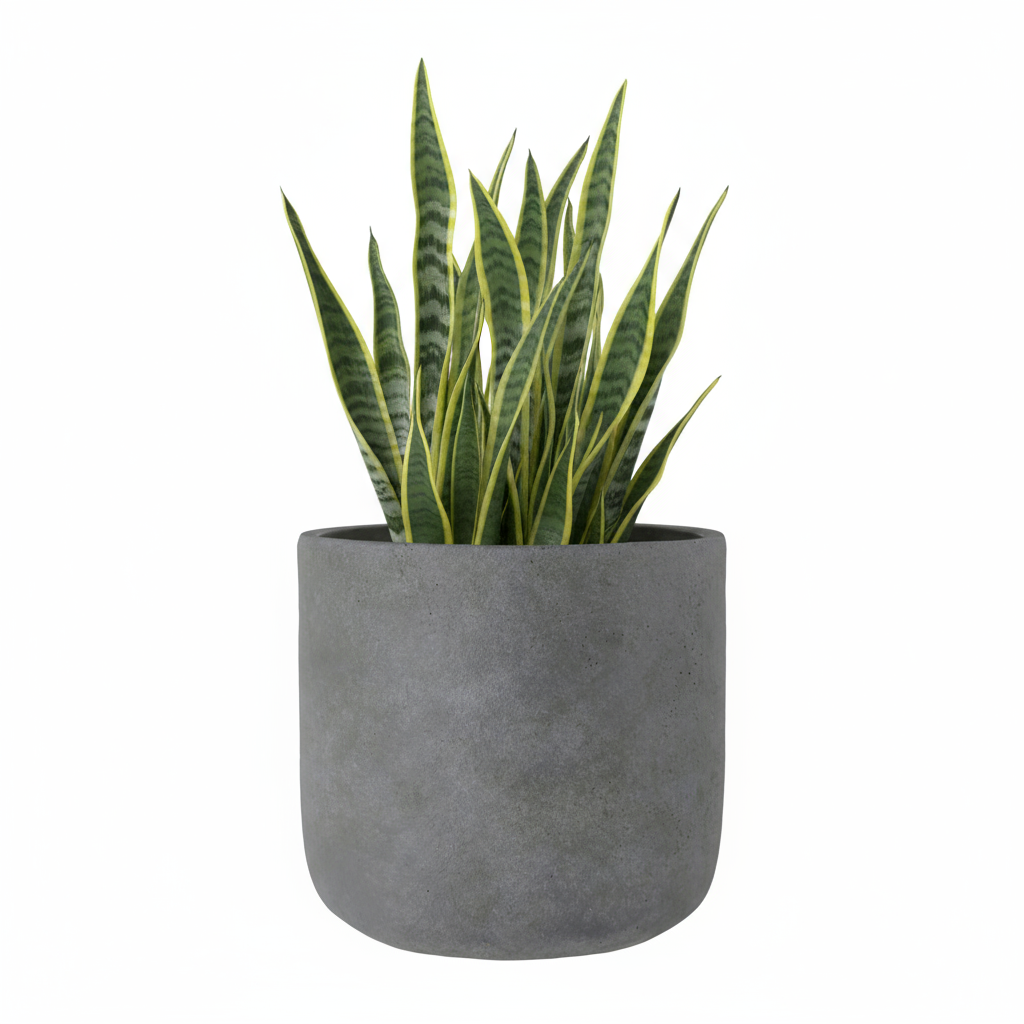 Neyra Terracotta Round Pot