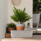 Beverly Cement Low Oval Pot