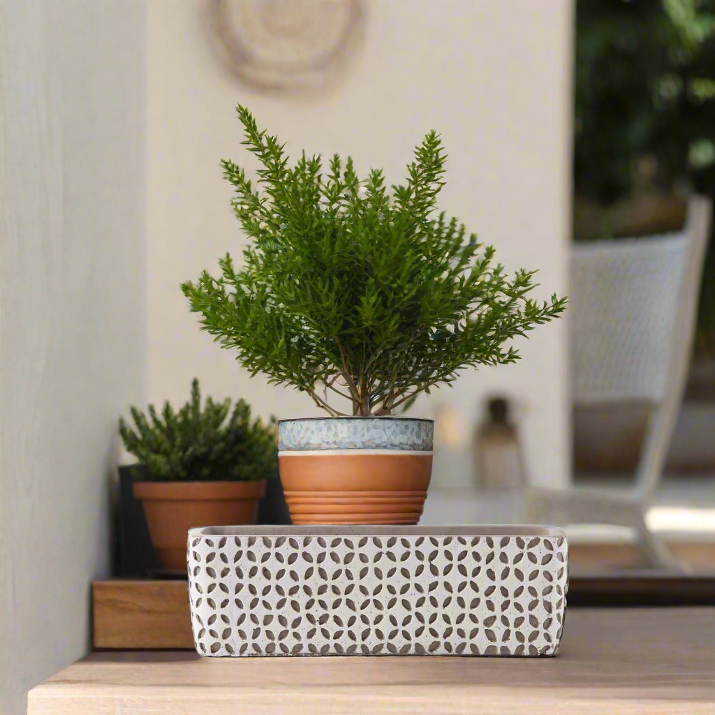 Beverly Cement Low Oval Pot