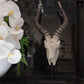Ormere Polyresin Goat Head Decor