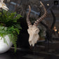 Ormere Polyresin Goat Head Decor