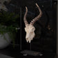 Ormere Polyresin Goat Head Decor