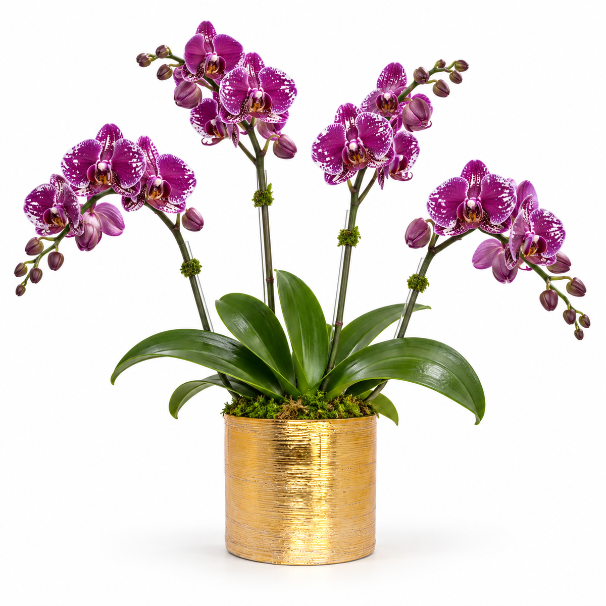 Gweyz Brushed Round Mini Vase in Gold