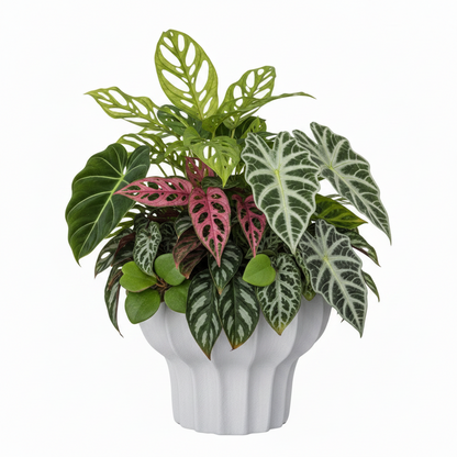 Potted plant with green, pink, and silver leaves in a white pot on a white background