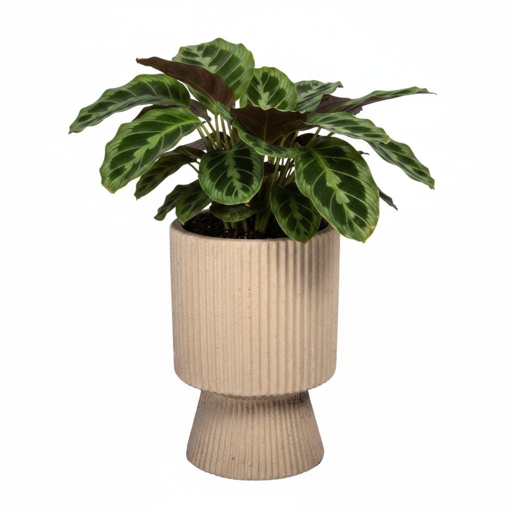 Oksana Ribbed Stoneware Vase with Tapered Pedestal Base
