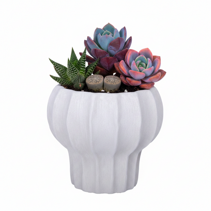 White decorative pot with succulents on a white background