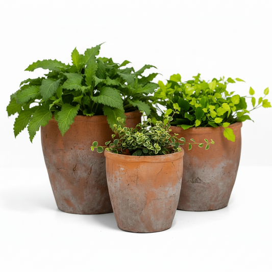 Vervain Wide Ceramic Flower Pots (Set of 3)