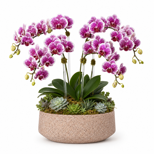 Arvo Modern Cement Bowl Planter