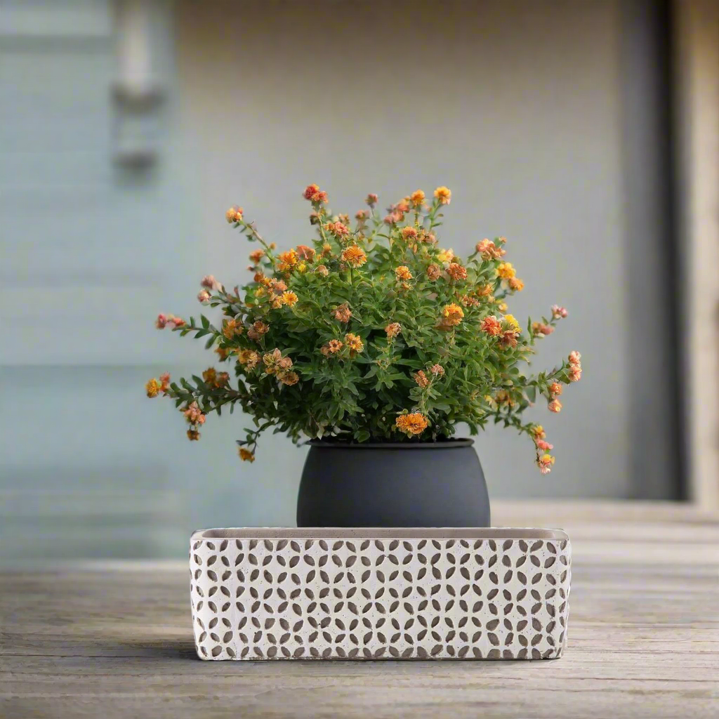 Beverly Cement Low Oval Pot