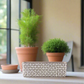 Beverly Cement Low Oval Pot
