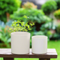 Ollie Ceramic Plain Round Pot (Set of 2)