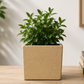 Lerio Textured Cube Ceramic Planter